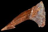Fossil Sawfish (Onchopristis) Rostral Barb- Morocco #106431-1